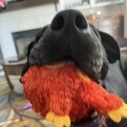 Buddy